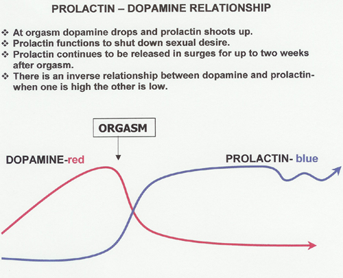 Prolactin Levels In Pregnancy Chart